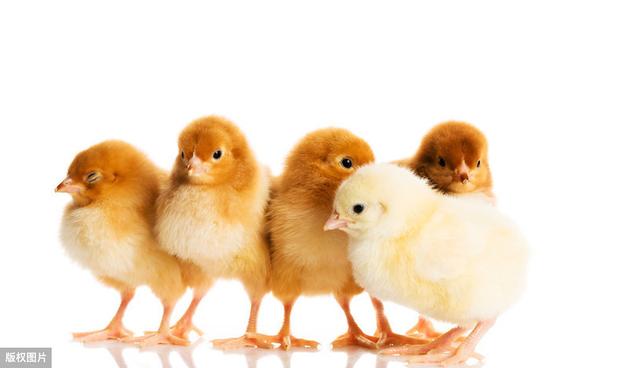 开口药你用对了吗？用对开口药，大肠杆菌，肠炎，伤寒，降低70%