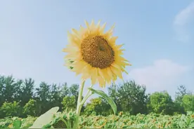 爱情 | 手我是有的，就是不知如何碰你图片