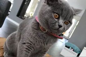 可爱的英短小蓝猫图片