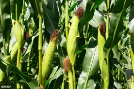 玉米种植技术，加强科学的管理，实现玉米丰产栽培图片