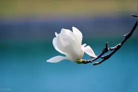 遇见你，是今生最美好的事图片