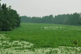 三河爆发！投资4.5亿！合肥最大的湿地公园即将竣工图片