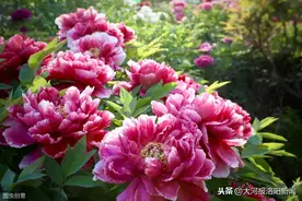 5家公园免门票，第38届中国洛阳牡丹文化节赏花政策来了图片
