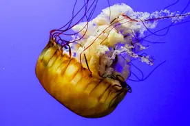 海月水母真可怜，就好像自然界的泡泡糖，吃了没用但人人都吃图片