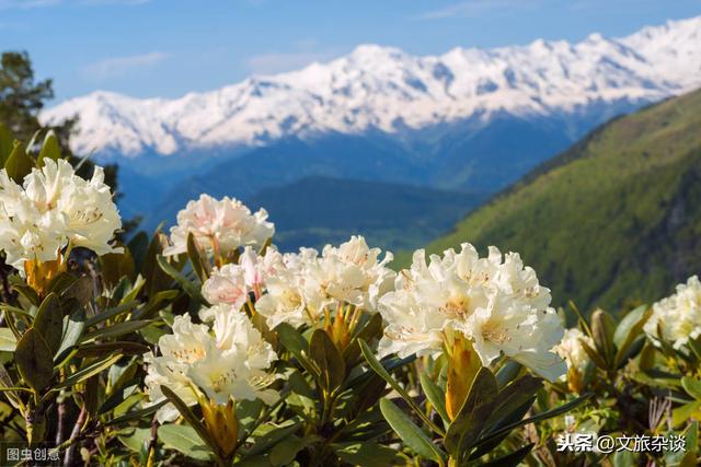 「杜鹃花里杜鹃啼」十二首杜鹃花诗词，赏“花中西施”之美