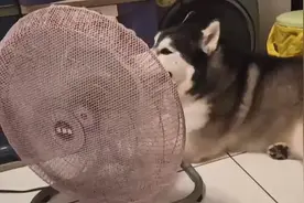 给狗狗吹风扇其实没什么用，一招让它清凉又省钱图片