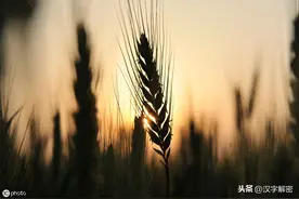 夏天有多美？杨万里这样说：“小荷才露尖尖角，早有蜻蜓立上头”图片