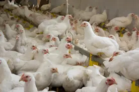 肉鸡价格到达历史低位，一只鸡20元，去年赚钱今年咋了？图片