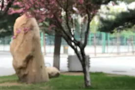 狸花猫抢镜，就是方式太特别图片