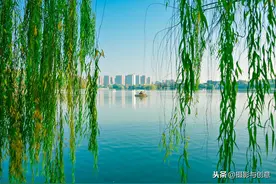 碧玉妆成一树高，万条垂下绿丝绦图片