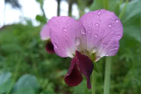 豇豆开花结荚期如何整枝肥水？图片