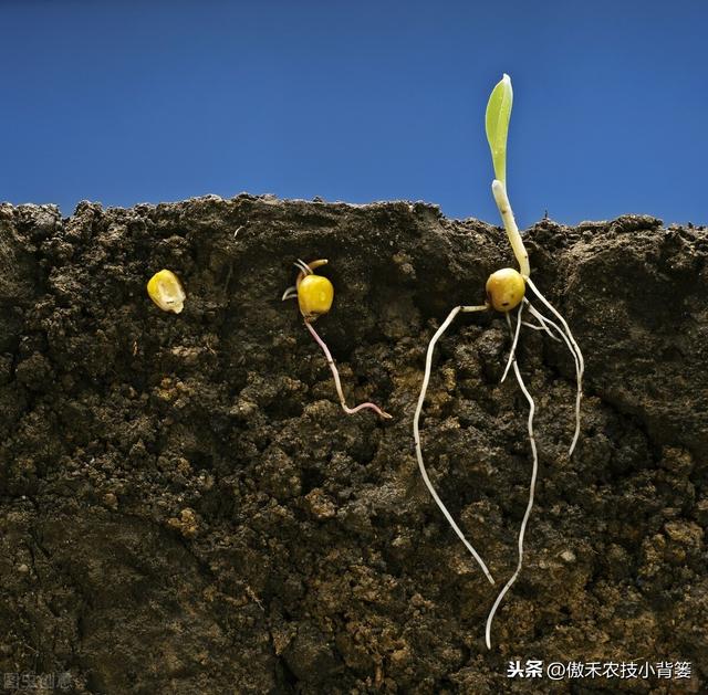 作物根系不良、长势差，使用哪种生根剂促根、缓苗、壮棵效果好？