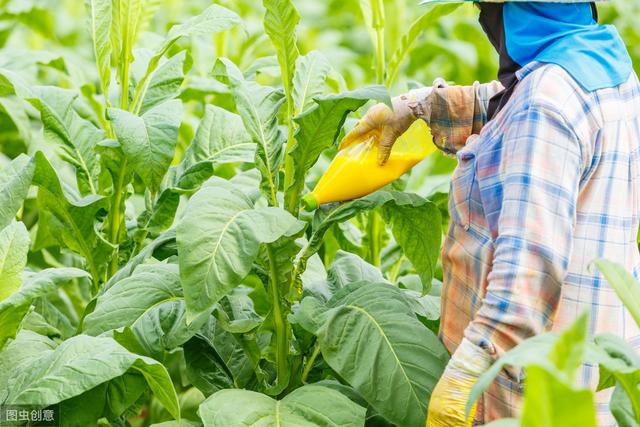 螯合中微肥到底是什么？如何选？螯合钙肥可以和磷酸二氢钾混用吗