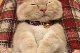 猫咪写真，睡觉睡的很香啊图片