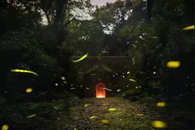《囊萤夜读》这种事我是想也不敢想的，因为我就没见过萤火虫~图片