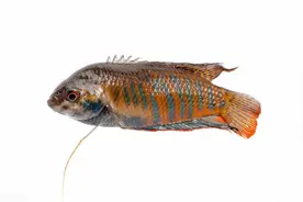 农村水沟常见的“菩萨鱼”，以前抓来喂鸭子，如今十几块一条图片