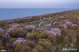 航拍黑龙江东南部中俄界湖兴凯湖，湖畔野杏花绽放图片