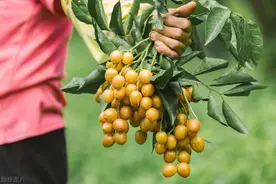 被誉为“果中之宝”的黄皮树栽培管理技术，黄皮木虱防治，实用图片