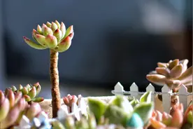 多肉植物徒长和不长，哪个更可怕？我选择后者图片