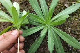 你想知道的养鸡小偏方!原来手边这么多无形药材，省钱又有效图片