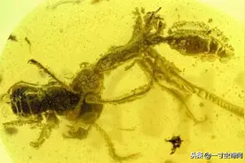 奇闻：9900万年前的命悬一线：白垩纪琥珀内，现地狱蚂蚁猎食画面图片