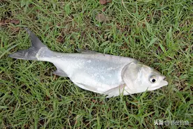 常用的三种鲢鳙饵料，不仅是味型的不同，开制和应用中还另有篇章图片