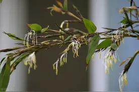 农村俗语“竹子开花，赶紧搬家”啥意思，有没有道理？听老农咋说图片