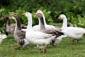 大美鹅李院长教你如何养殖脱温鹅 脱温鹅适宜的温度是多少图片