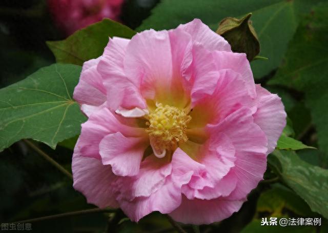 逾期罚息收入，单位逾期支付违法解除劳动合同赔偿金，劳动者还能得到利息吗？ 配图04