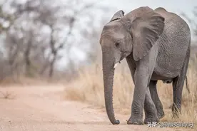 英语原版阅读：I see an elephant.图片