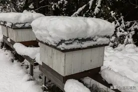 冰渣里的蜜蜂也能活过来，蜂群为何越冬难呢？越冬蜂群会冻死吗图片