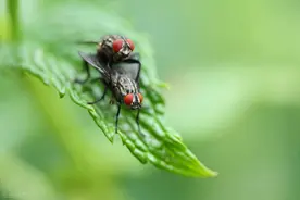苍蝇交配后，为什么可以一辈子都产卵？这是苍蝇独有的吗？图片