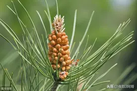 松树上很值钱的3样东西，农民不知道，每年都烂在山里图片