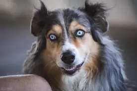 狗狗患上狂犬病，会有这5个表现，主人千万要当心图片