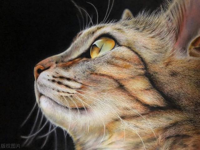 ���ǻ��Ҳ��ţ��ձ�ѧ�������������3D�ַ���è��������