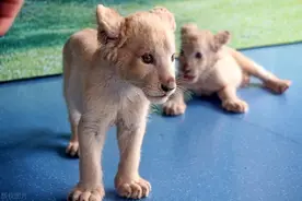 济南罕见白狮三胞胎出山与游客见面图片