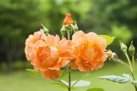 月季别再扦插了，枝干上套个塑料杯，20天就能长满根图片