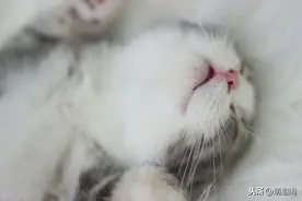 可以和猫咪一起睡觉么？图片