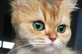 漂亮的长毛猫像个小狮子图片