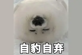 海洋届萌神：海豹居然是真皮的！难道不是棉花糖吗？图片