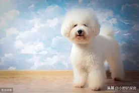 《蜡笔小新》里的小白，原来是比熊犬，拥有“棉花糖”之称的狗图片