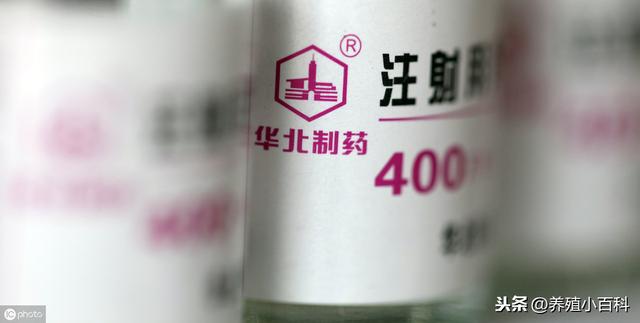 养殖场中氨苄青霉素的兽医临床应用与药物配伍