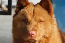 五红犬，起源潮汕，扬名于东莞，详解潮汕五红与东莞五红的区别图片