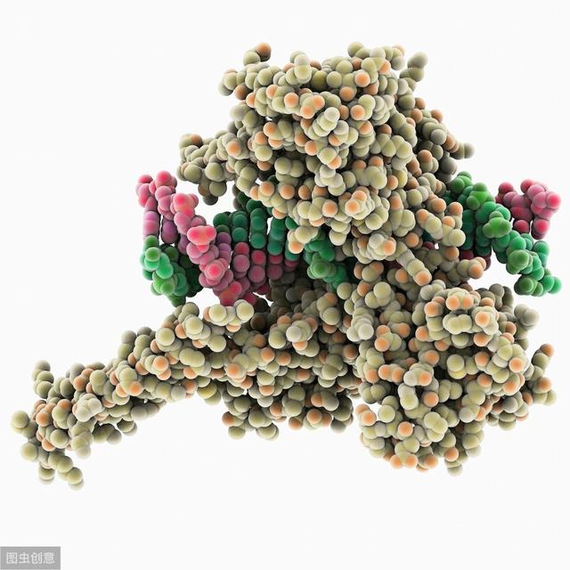 主管药师基础知识-生物化学2-核酸的结构与功能