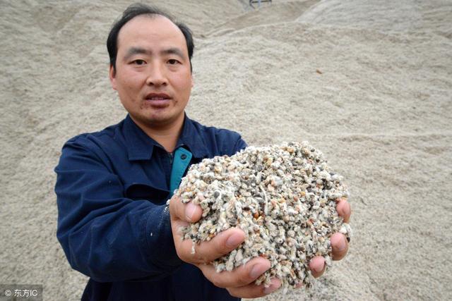 养鸡常用的植物蛋白质饲料有哪些？本文为您介绍7种！