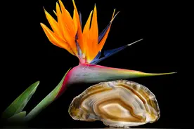 胜利之花——鹤望兰图片