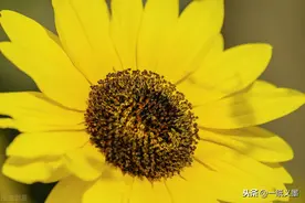 刘德华入驻抖音，谈谈正能量偶像的影响图片