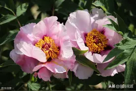 牡丹夏季管理不好来年开花少，四个养护技巧做好，叶色浓绿花芽多图片