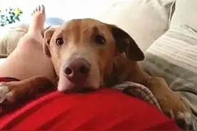 狗狗将头放在主人的孕肚上，胎动的一瞬间，汪的反应太好笑了图片