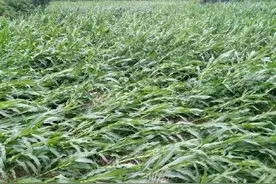 狂风暴雨没完没了！华北多地玉米发生倒伏，究竟扶不扶？看完懂了图片